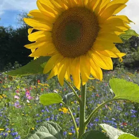 Wildflower Appartamento