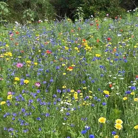 Wildflower Apartment Clonmel