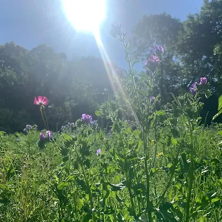 Wildflower Apartment Clonmel
