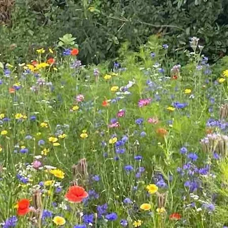 Wildflower Apartment *