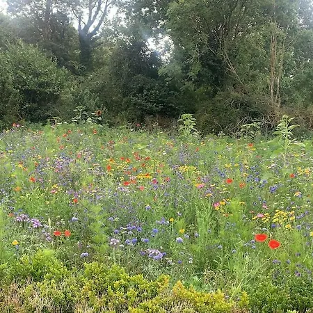 Wildflower